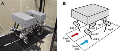 Fast and Slow Adaptations of Interlimb Coordination via Reflex and Learning During Split-Belt Treadmill Walking of a Quadruped Robot